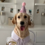 golden-retrieverlar-ile-akrabayiz-insanlar-ile-ortak-genetik-koklere-sahipler-rhyhsbCe.jpg