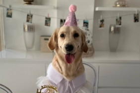 golden-retrieverlar-ile-akrabayiz-insanlar-ile-ortak-genetik-koklere-sahipler-rhyhsbCe.jpg