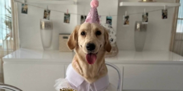golden-retrieverlar-ile-akrabayiz-insanlar-ile-ortak-genetik-koklere-sahipler-rhyhsbCe.jpg