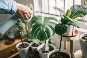 bitki-katili-misiniz-iste-ev-bitkilerini-hayatta-tutmanin-yollari-jkky5kSU.webp