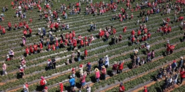 Avustralya'daki Çilek Çiftliğinde 1522 Kişiyle İki Guinness Rekoru Kırıldı